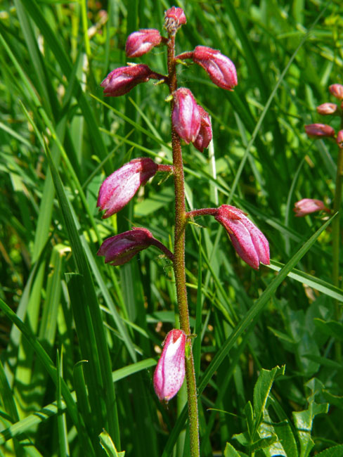 Dictamnus albus - Dittamo